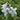 Campanula lactiflora 'White Pouffe' - 2026
