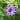 Campanula trachelium 'Bernice' - 2026