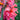 Canna 'Crebas Pink'  - Marginal Pond Plants  - Pond Plants - Water Plants - Bog Plants - EP007