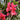 Canna 'Crebas Pink'  - Marginal Pond Plants  - Pond Plants - Water Plants - Bog Plants - EP007