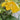 Canna Golden Lucifer - Marginal Pond Plants  - Pond Plants - Water Plants - EP112