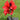 Canna 'Black Knight'  - Marginal Pond Plants  - Pond Plants - Water Plants - Bog Plants - EP001