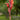 Canna 'Black Knight'  - Marginal Pond Plants  - Pond Plants - Water Plants - Bog Plants - EP001