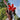 Canna 'Black Knight'  - Marginal Pond Plants  - Pond Plants - Water Plants - Bog Plants - EP001
