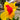 Canna 'Cleopatra'  - Marginal Pond Plants  - Pond Plants - Water Plants - Bog Plants - EP111