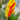 Canna 'Cleopatra'  - Marginal Pond Plants  - Pond Plants - Water Plants - Bog Plants - EP111