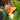 Canna 'Cleopatra'  - Marginal Pond Plants  - Pond Plants - Water Plants - Bog Plants - EP111