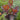 Canna 'Durban' - Marginal Pond Plants  - Pond Plants - Water Plants - EP022