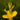 Canna 'Ra'  - Marginal Pond Plants  - Pond Plants - Water Plants - Bog Plants - EP011