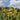 Canna 'Ra'  - Marginal Pond Plants  - Pond Plants - Water Plants - Bog Plants - EP011