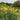 Canna 'Ra'  - Marginal Pond Plants  - Pond Plants - Water Plants - Bog Plants - EP011