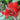 Canna 'Red King Humbert' - 2026