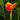 Canna 'Yellow King Humbert' - 2026