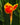 Canna 'Yellow King Humbert' - 2026