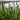 Carex acuta (Slender-tufted sedge) - Marginal Pond Plants  - MP020
