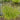 Carex Elata 'Aurea' - BP022A Packs