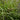 Carex Flacca - BP022 Packs