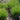 Carex muskingumensis (Musk sedge) - Marginal Pond Plants - MP023