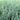 Carex Panicea Live Water Plant Aquatic Pond Lake Marginal (Bargain)