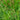 Carex muskingumensis (Musk sedge) - Marginal Pond Plants - MP023