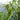 Carex pseudocyperus (Cyperus sedge) - Marginal Pond Plants - MBP025