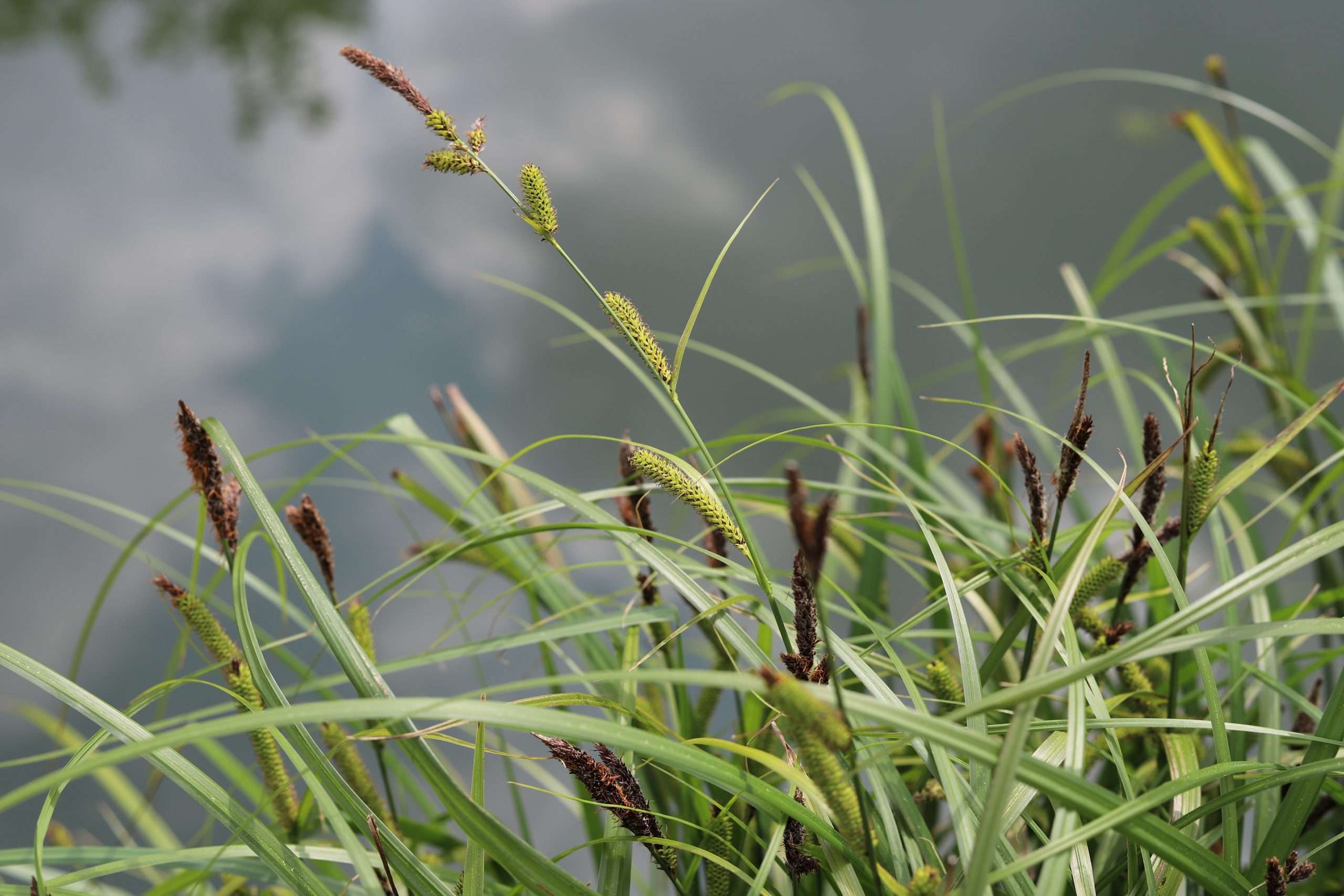 Craex Riparia Carex riparia – Lincspplants