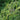 Carex Grayi  - Packs