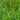 Carex Muskingumensis - Packs