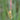Carex panicea