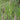 Carex Panicea - Packs