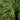 Carex pendula, pendulous sedge, marginal pond plant