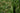 Carex pendula, pendulous sedge, marginal pond plant