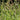 Carex pendula