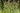 Carex pendula, pendulous sedge, marginal pond plant