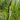 Carex riparia