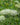 Cenolophium denudatum - 2026
