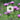 CentaureaTemp