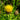 Centaurea macrocephala - 2026