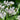Centaurea montana 'Alba' - 2026