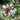 Centaurea montana 'Amethyst in Snow' - 2026