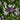 Centaurea montana 'Purple Heart' - 2026
