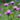Centaurea nigra - 2026