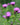 Centaurea nigra - 2026