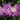 Centaurea pulcherrima - 2026