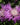 Centaurea pulcherrima - 2026
