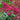 Centranthus ruber 'Coccineus' - 2026