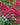 Centranthus ruber 'Coccineus' - 2026