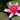 Nymphaea Charles de Meurville - 2026