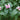 Chelone lyonii 'Hot Lips' - 2026