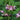 Chelone obliqua - 2026